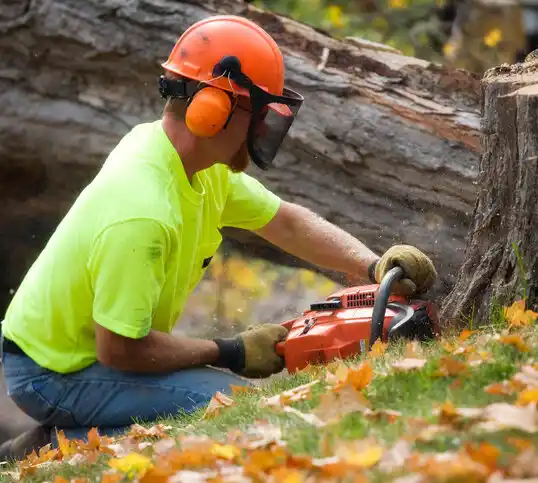 tree services Amherst Center